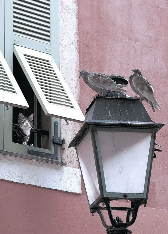 “跑圈铁人”挑战100天百马,惊艳朋友圈,跑100圈视频