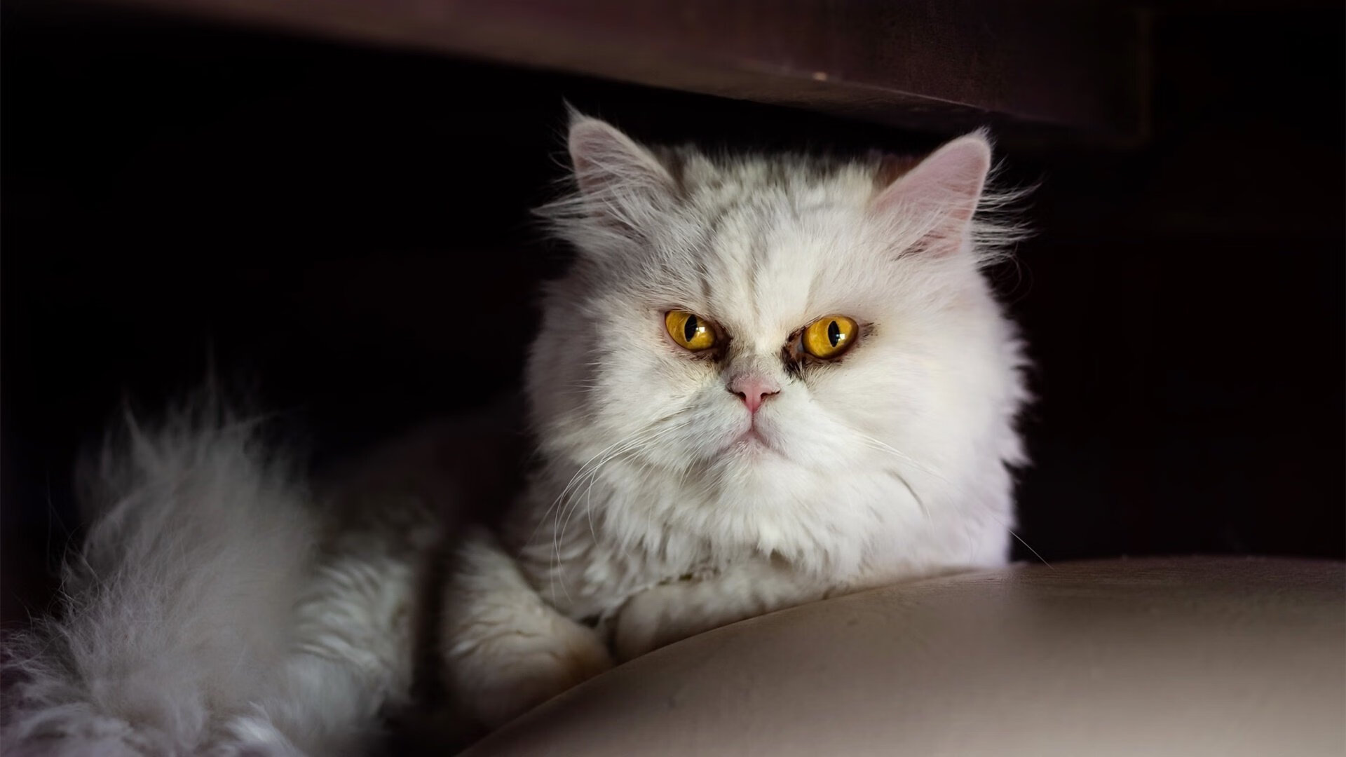 AYX GAME-国际健美比赛，展现雕塑般的身材之巅，国际健美大赛视频