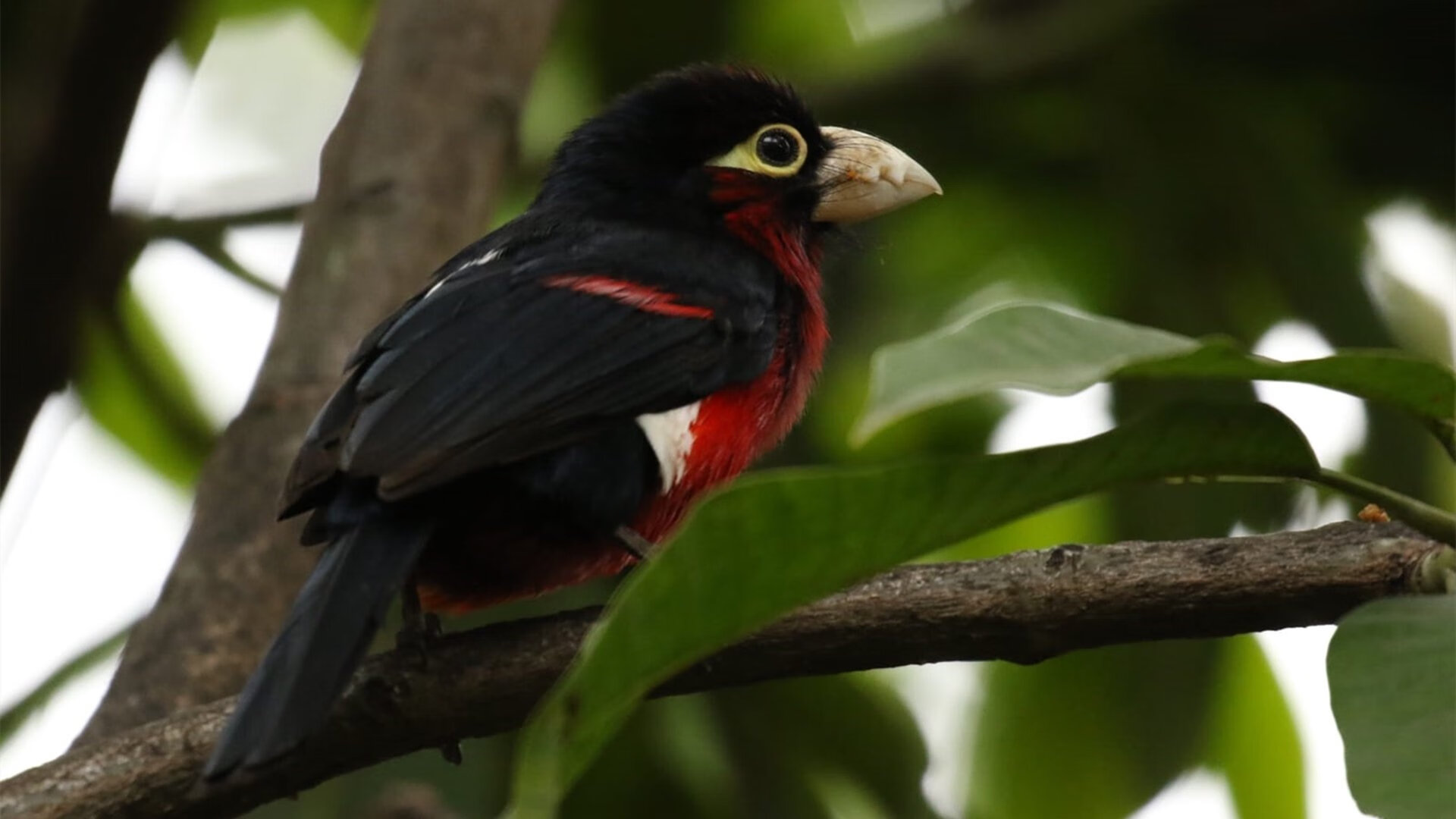 爱游戏体育平台-墨西哥队在巴黎奥运会比赛中展现出高效的传球配合，奥运墨西哥vs巴西直播