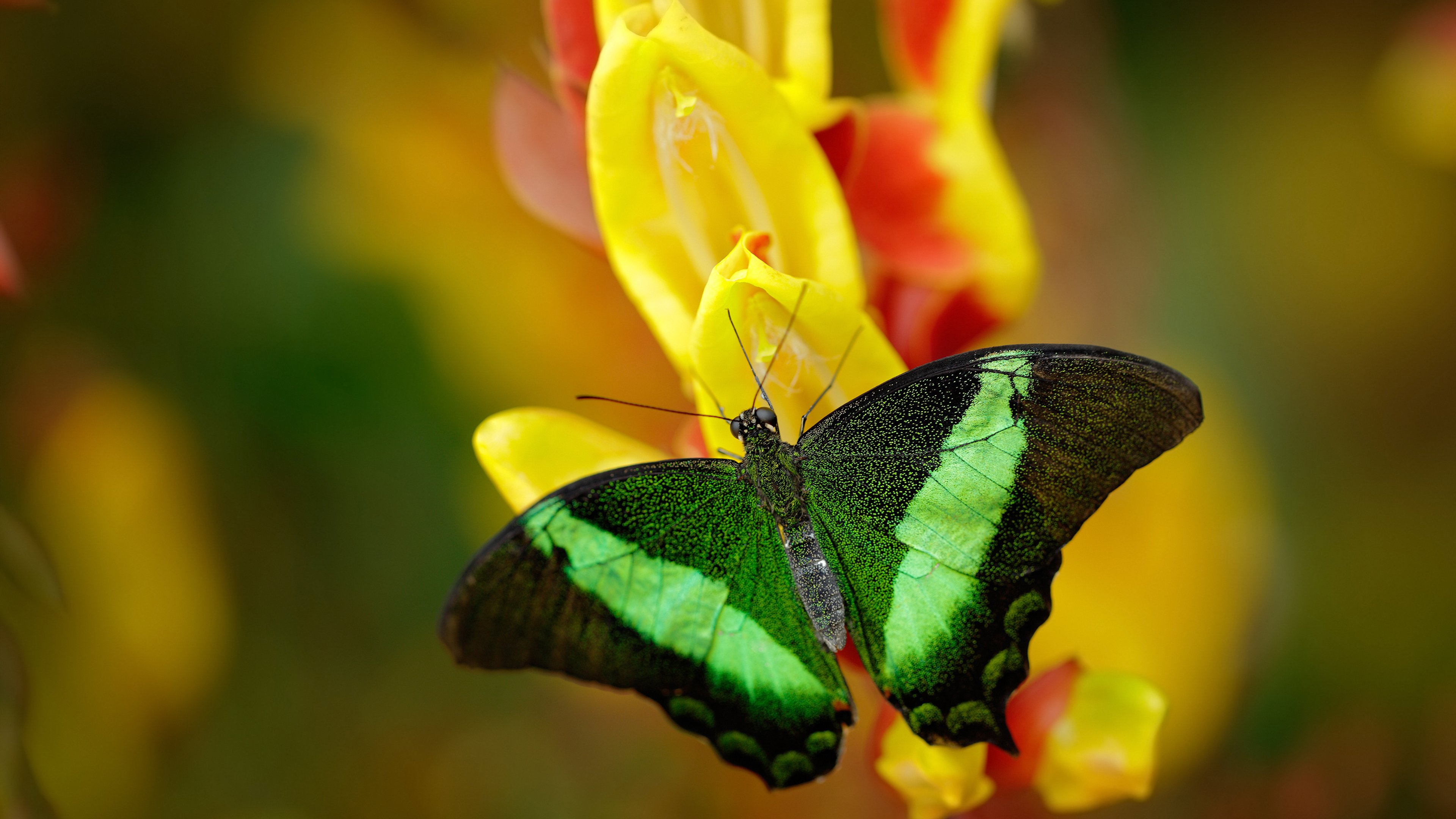 爱游戏电竞官网-库里：连续“旱地拔葱”，让三分弹无虚发成习惯！，库里 抡