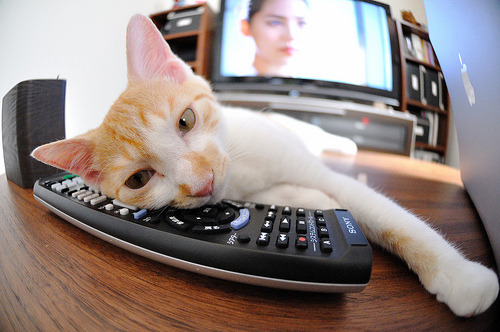 AYX GAME-特色秋季城市马拉松，绿色环境中的极速奔跑，城市马拉松方案