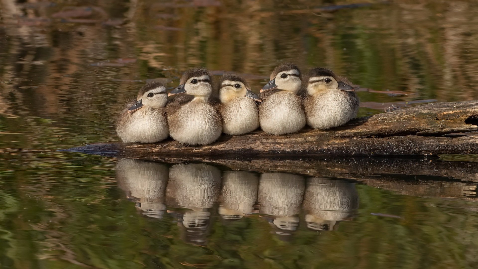 特色秋季城市马拉松,绿色环境中的极速奔跑,城市马拉松方案