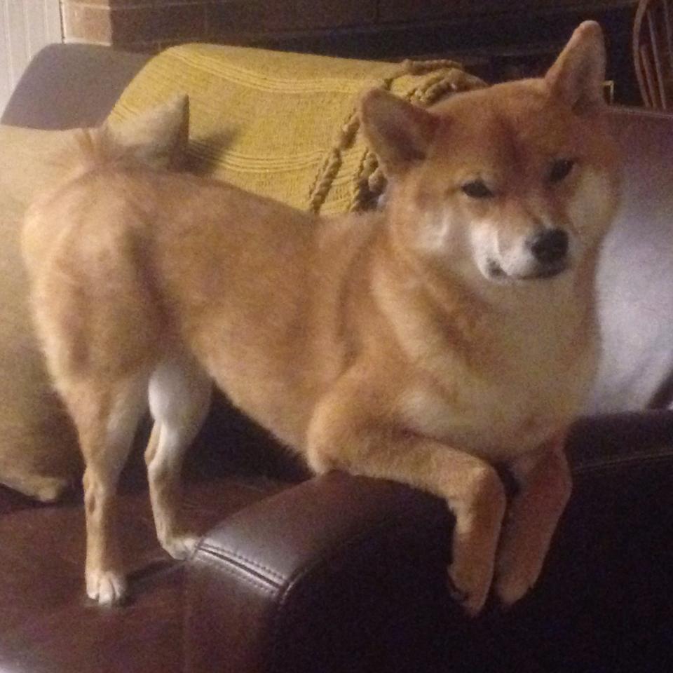 绝地求生 赛事直播观看人数屡创新高,绝地求生直播比赛