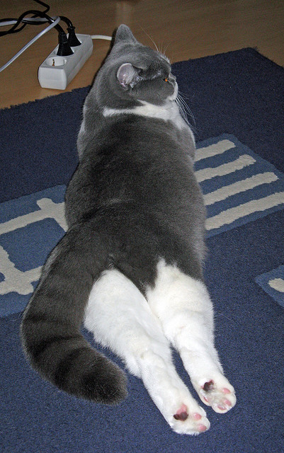 赛季中,他多次用“钢铁意志”在关键时刻完成“完美封盖”!,钢铁意志特效