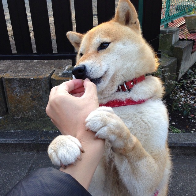 足球运动员职业权益保护法案正式实施,行业规范不断完善,足球职业运动员标准