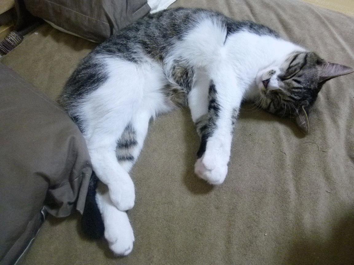 爱游戏体育APP下载-CBA球员集训备战，展现团队合作精神，cba球员集训备战,展现团队合作精神