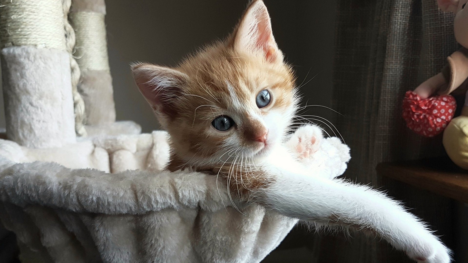 AYX SPORTS-刚果国脚归队备战瑞士队，备受期待，刚果共和国足球