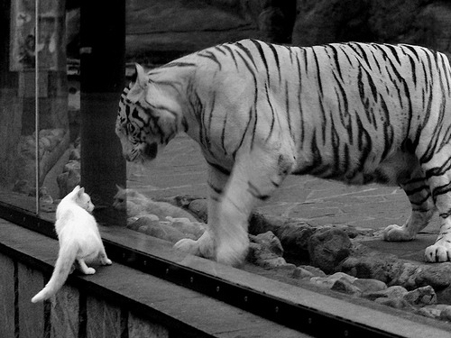 爱游戏体育（AYX）官方APP下载-欧洲篮球强队传出好消息：西班牙男篮将与美国展开友谊赛，西班牙篮球和美国差距大吗