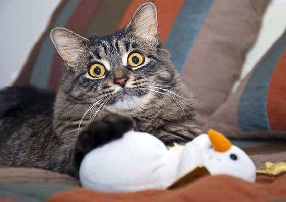 河北华夏斩获胜利,积分稳定增长,河北华夏吧