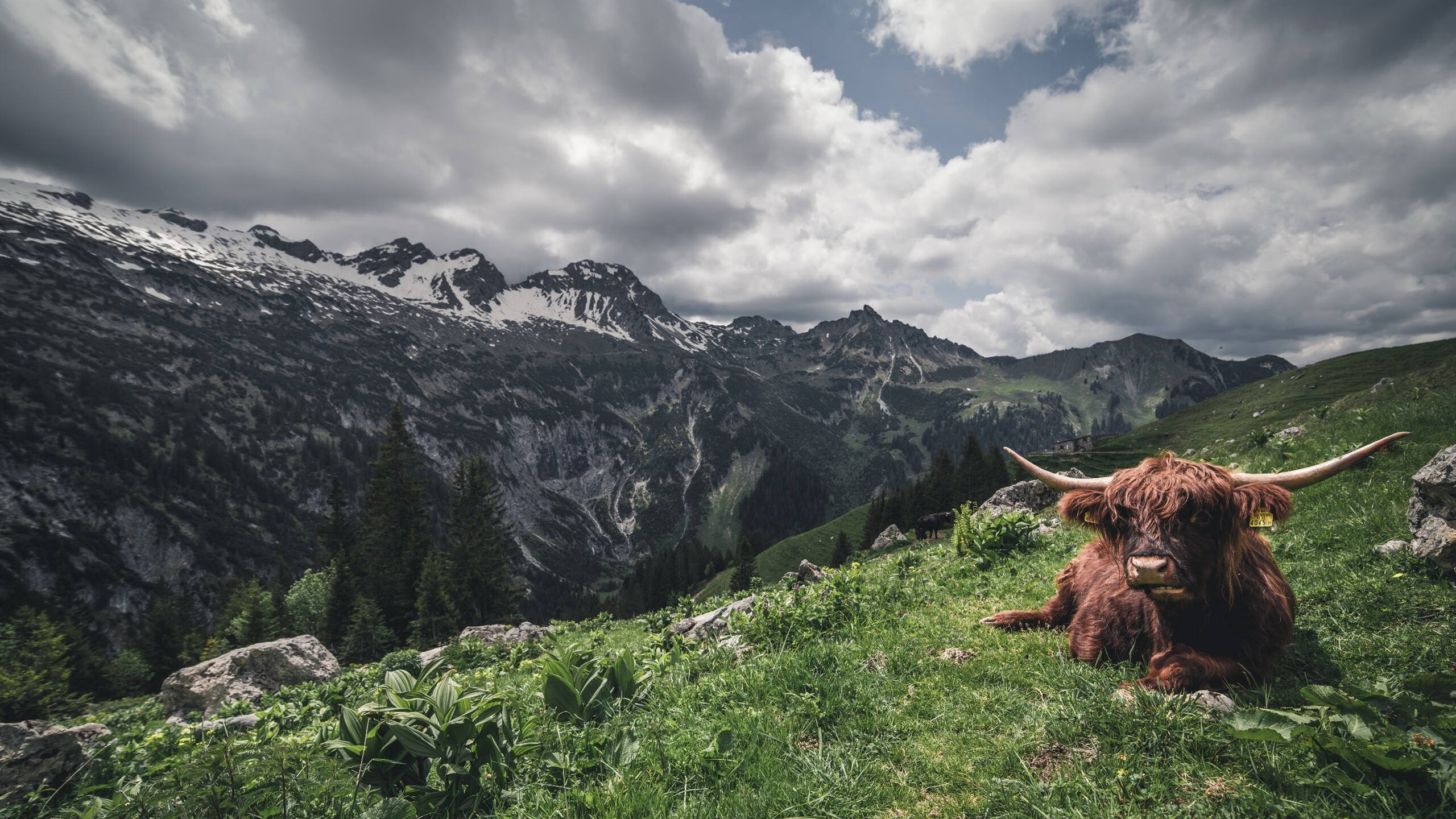 狼队逼抢节奏紧凑,莫利纽球场求稳前进,狼村莫利纽主场