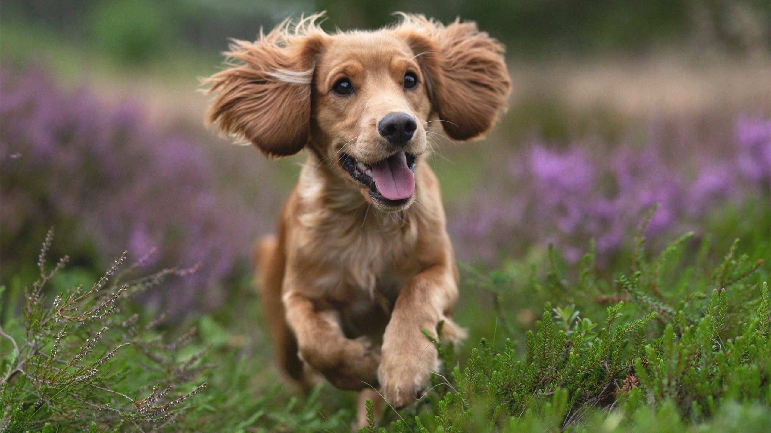 突尼斯篮球运动员健康状况良好，怎么看自己有多少淘宝币