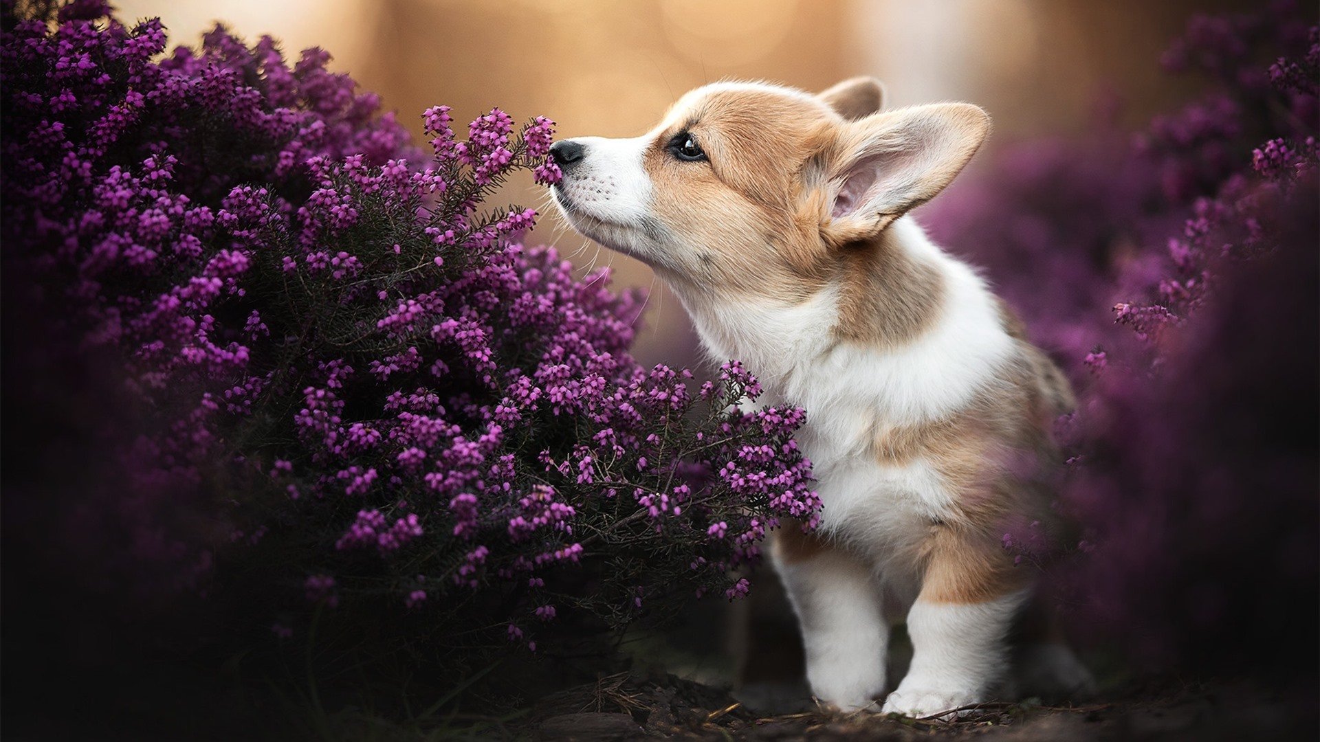 篮球运动场馆利用效率分析,篮球场馆的经营与管理