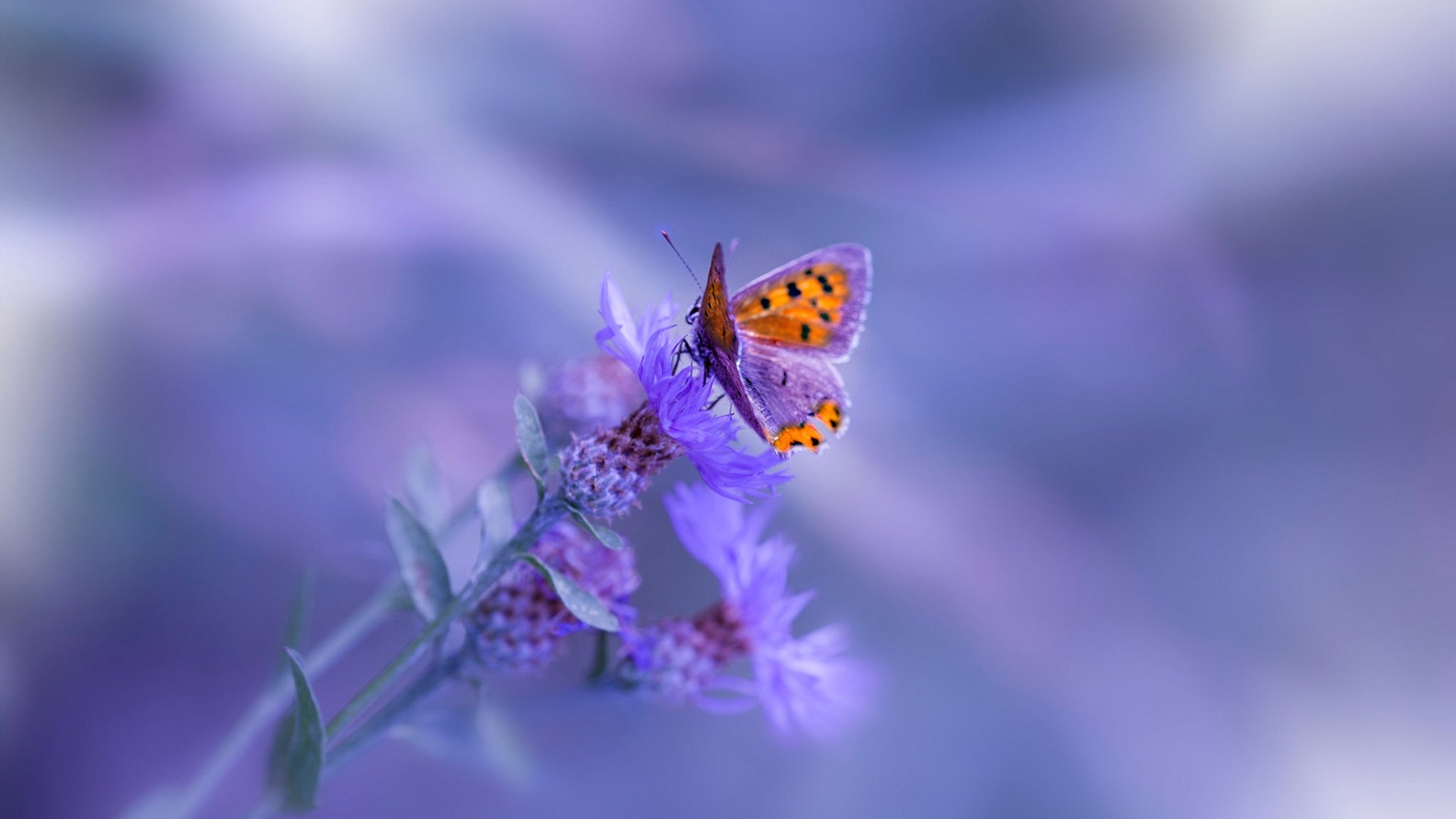 赛区新秀选手崭露头角,赛区新秀选手崭露头角是谁