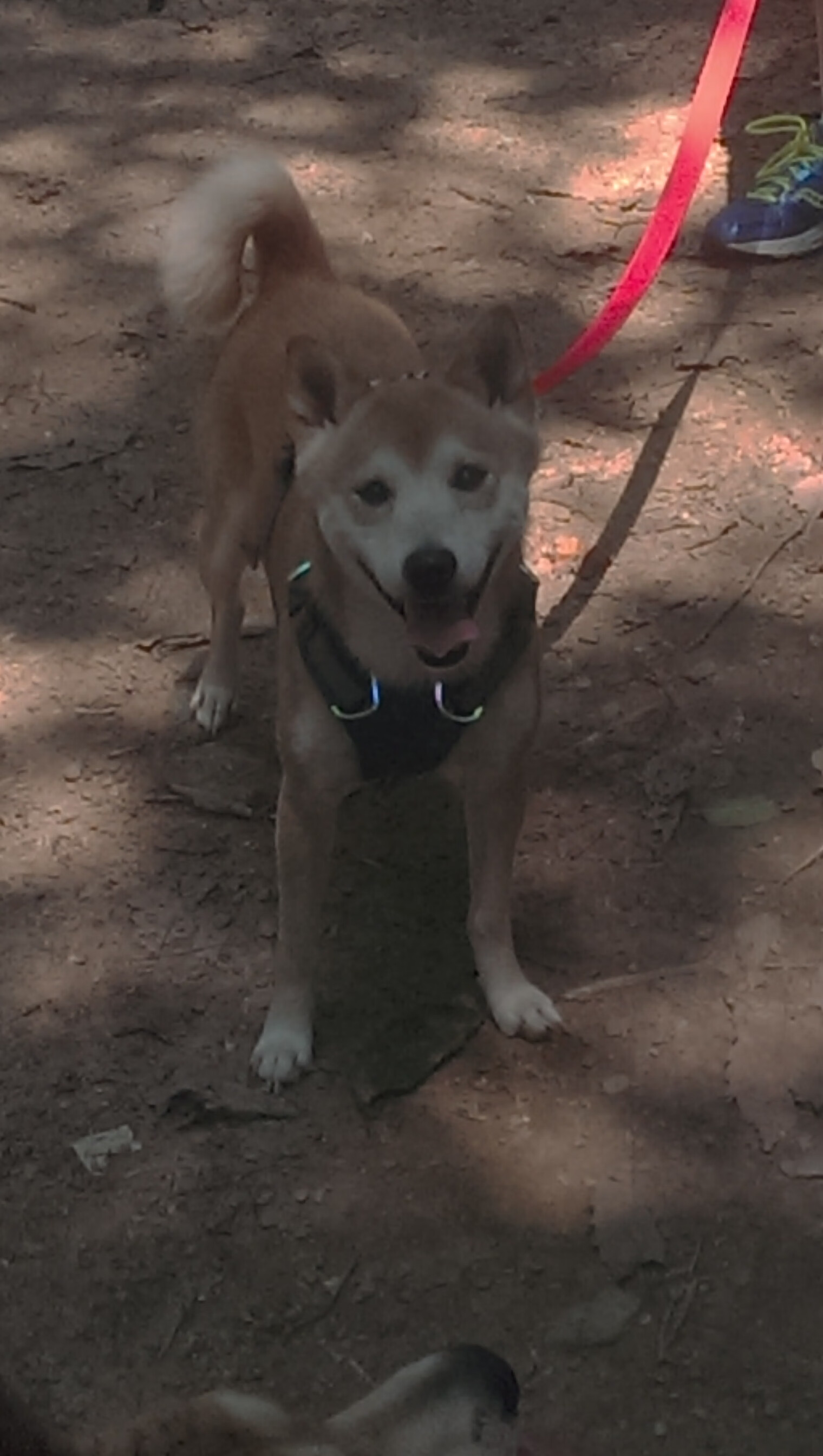 全国中学生田径运动会火热开幕,全国中学生田径冠军赛