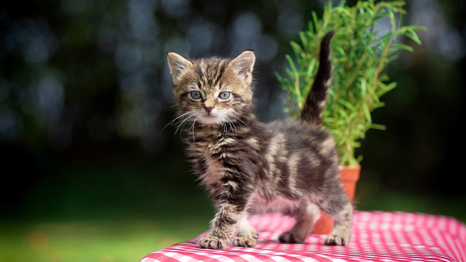 全国中学生田径运动会火热开幕,全国中学生田径冠军赛