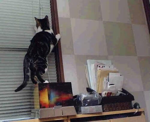 体能与技术结合的乒乓球训练模式受青睐,乒乓球运动体能训练指南