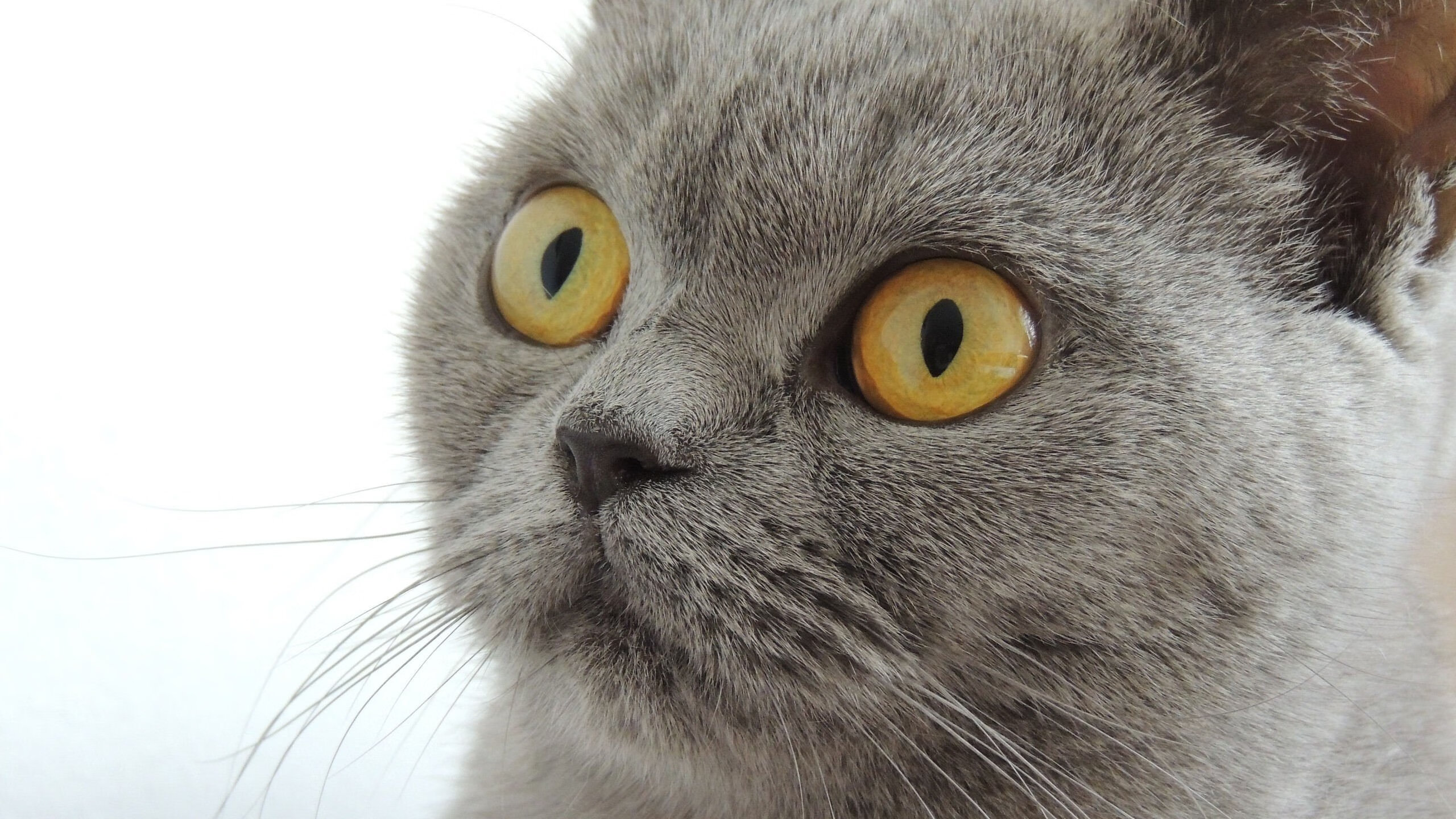 爱游戏app下载-乔纳·隆戈的突破力与速度，点燃全黑队攻势的火焰，乔纳瓦罗是谁