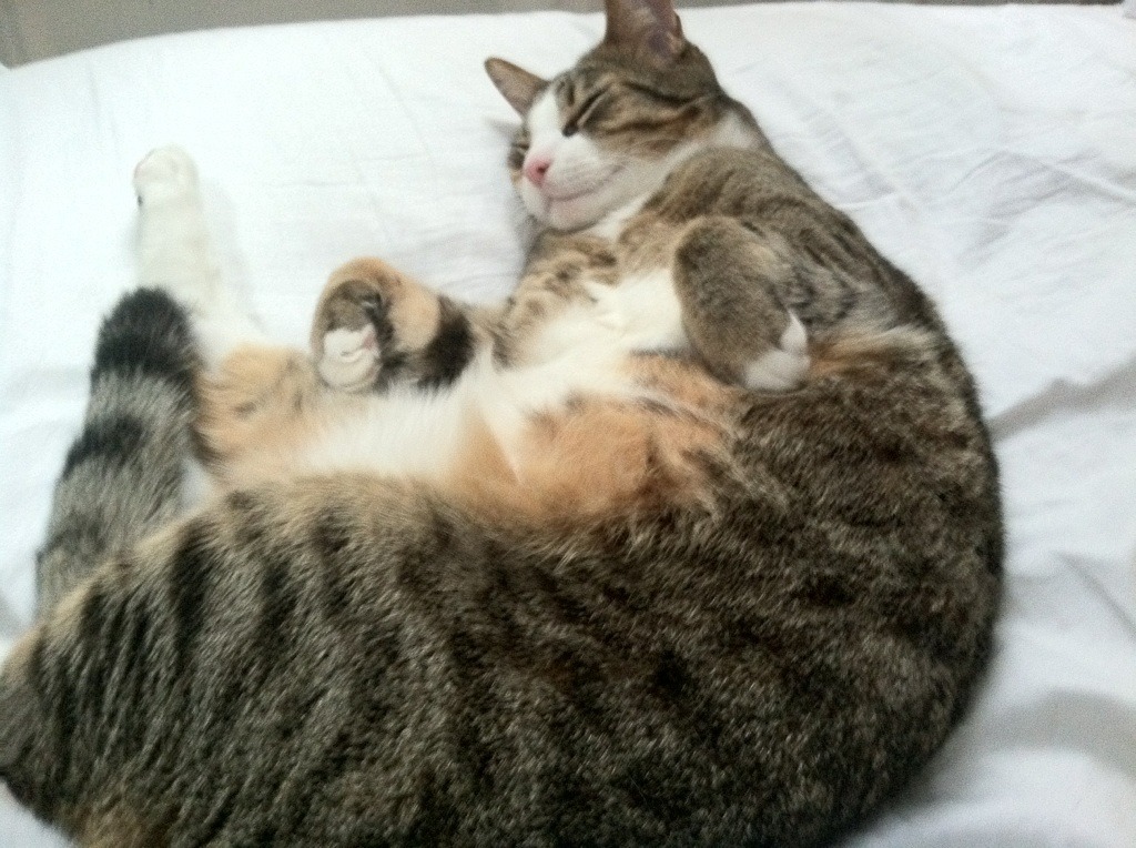 南美预选赛对阵日程公布,焦点赛事提前预热,南美预选赛赛程表