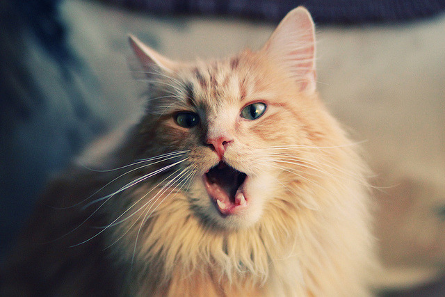 男子国家队强化阵容磨合机制提升配合默契,中国男子国家队合照